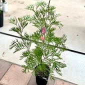 ���� ���տ�ʪ������ӥ쥢  ���ѡ���*���������ץ��� Grevillea Superb