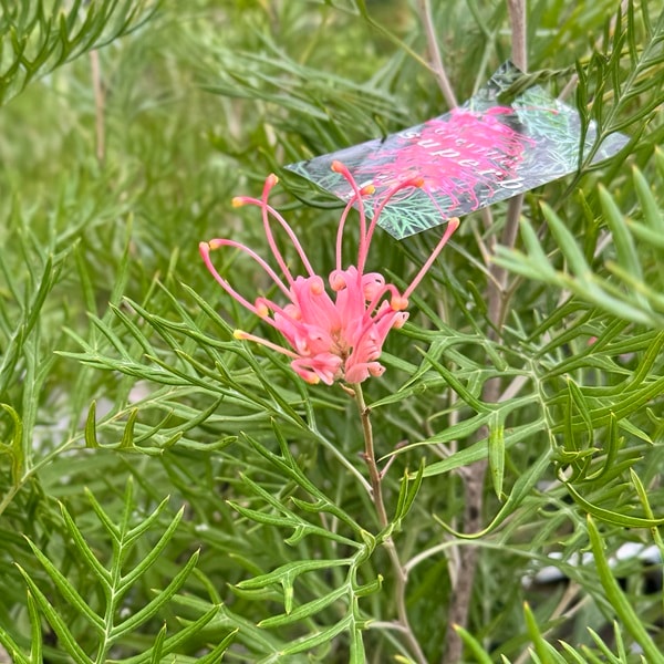 グレビレア　グレープ　オージープランツ　グレープ　グレビレア　苗 グレビレア グレープ② | 沼ノ上農園