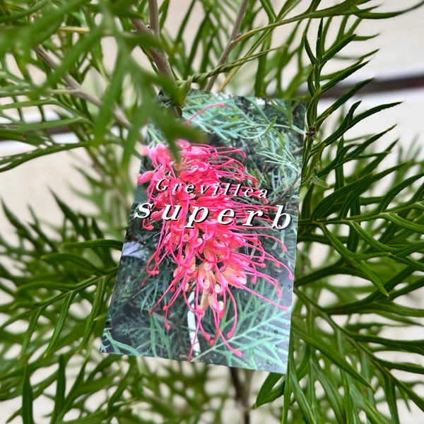 グレビレア　グレープ　② オージープランツ　グレープ　グレビレア　苗 グレビレア サパーブ 鉢植え オージープランツ 大苗 盆栽