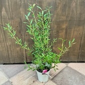 ���� ���տ�ʪ������ӥ쥢  ���ץ�����*���������ץ��� Grevillea Poorinda Splendour