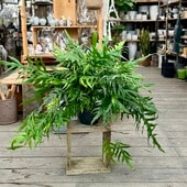 ������졡���տ�ʪ���ߥ������ꥦ�ࡡ�������ڥ�ɥꥦ��*8�桡�ߤ�ȭ