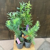 ȭ�� ���տ�ʪ ���٤롧��塼���ǥ�ɥ���*3�� �ݥ�ǥ� �������ɥѡ��� �饰���奦�� ���˥�