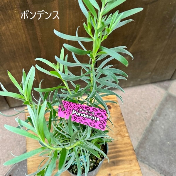 鉢花 観葉植物 選べる：リューカデンドロン*3号 ポンデンス ジェイド
