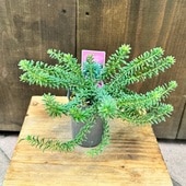 ���� ���տ�ʪ������ӥ쥢����˥���*2.5�� ���������ץ��� Grevillea lanigera