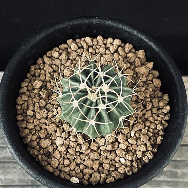 サボテン：ホマロケファラ 綾波 実生*S 幅3cm | サボテン＆多肉植物