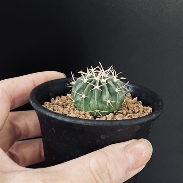 ホマロケファラ　綾波　実生　大株　サボテン 綾波 狂刺type（武蔵） 実生 A0955☆ホマロケファラ サボテン