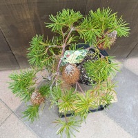 観葉植物 鉢花 苗：バンクシア バースデーキャンドル*6号 Banksia