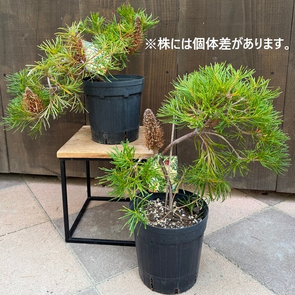 観葉植物 鉢花 苗：バンクシア バースデーキャンドル*6号 Banksia