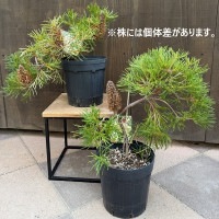 観葉植物 鉢花 苗：バンクシア バースデーキャンドル*6号 Banksia
