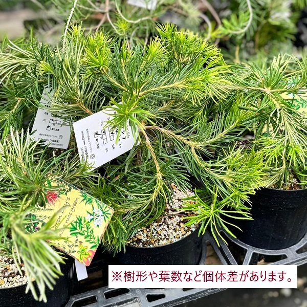 ①花芽多数あり バンクシア バースデーキャンドル 6号 - メルカリ