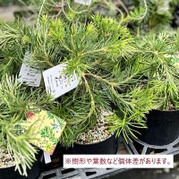 観葉植物 鉢花 苗：バンクシア バースデーキャンドル*6号 Banksia