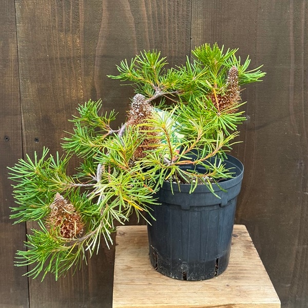 観葉植物 鉢花 苗：バンクシア バースデーキャンドル*6号 Banksia