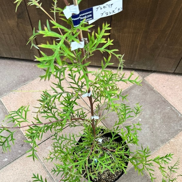 たいがページ　這性　グレビレア　ブロンズランバー　鉢植え　オージープランツ 這性 グレビレア ブロンズランバー 鉢植え オージープランツ