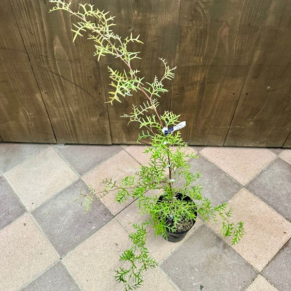 花苗 観葉植物：グレビレア ブロンズランバー*オージープランツ