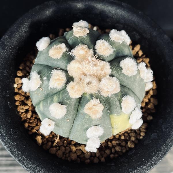 サボテン：アストロフィツム 瑠璃兜丸錦 ツギ*幅6cm 現品！一品限り