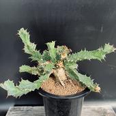 �����ǥå������桼�ե���ӥ����ȥ����ޡ�����*����28��������ʡ����ʸ¤�