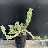 �����ǥå������桼�ե���ӥ����ȥ����ޡ�����*����28��������ʡ����ʸ¤�