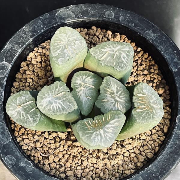 ☆特価☆多肉植物：ハオルチア 金子氏 巨大稲妻万象*幅8cm