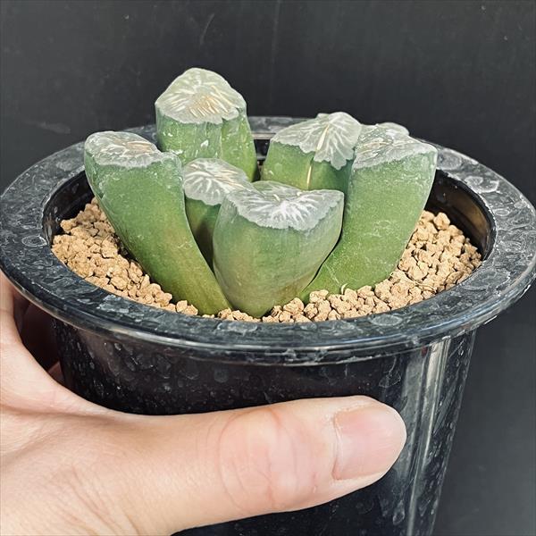 37d ハオルチア　多肉植物　金子短葉万象錦　自家繁殖 多肉植物：ハオルチア 金子氏 巨大稲妻万象*幅9cm 現品！一品