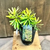 ȭ�� ���տ�ʪ����塼���ǥ�ɥ��� ���ȥ����� �Хꥨ������*5�� ��奦���ǥ�ɥ��� Stroke Variegated