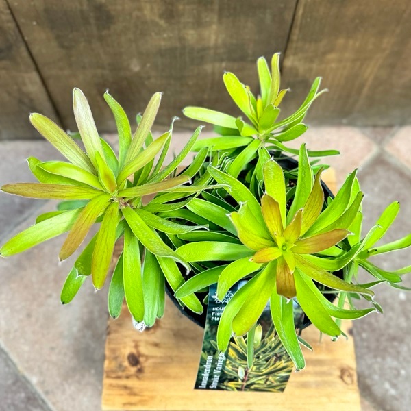 鉢花 観葉植物：リューカデンドロン ストローク バリエガータ*5号