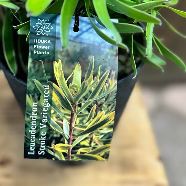 鉢花 観葉植物：リューカデンドロン ストローク バリエガータ*5号