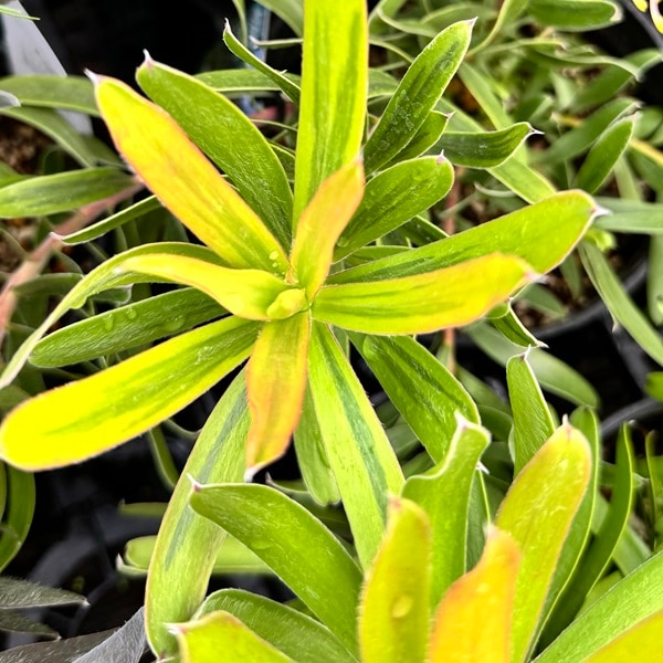 鉢花 観葉植物：リューカデンドロン ストローク バリエガータ*5号