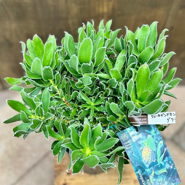 リューカデンドロングクラ　希少！1 生花】 90cmロング リューカデンドロ 1輪咲きサファリサンセット