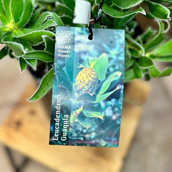 鉢花 観葉植物：リューカデンドロン グクラ*7号 リュウカデンドロン