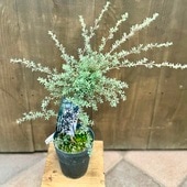 ���տ�ʪ ���ġ���ץȥ��ڥ�ޥࡡ��˥����*5�桡�ۥ磻�ȥƥ����ĥ꡼