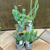 ȭ�� ���տ�ʪ ���٤롧��塼���ǥ�ɥ���*4�� ���å����ƥ����󥭥��ɥ� ���������ǥӥ� ����ԥ� ��åɥǥӥ� ��奦���ǥ�ɥ���