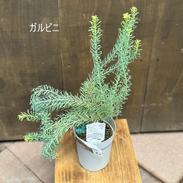 鉢花 観葉植物 選べる：リューカデンドロン*4号 シックスティーン