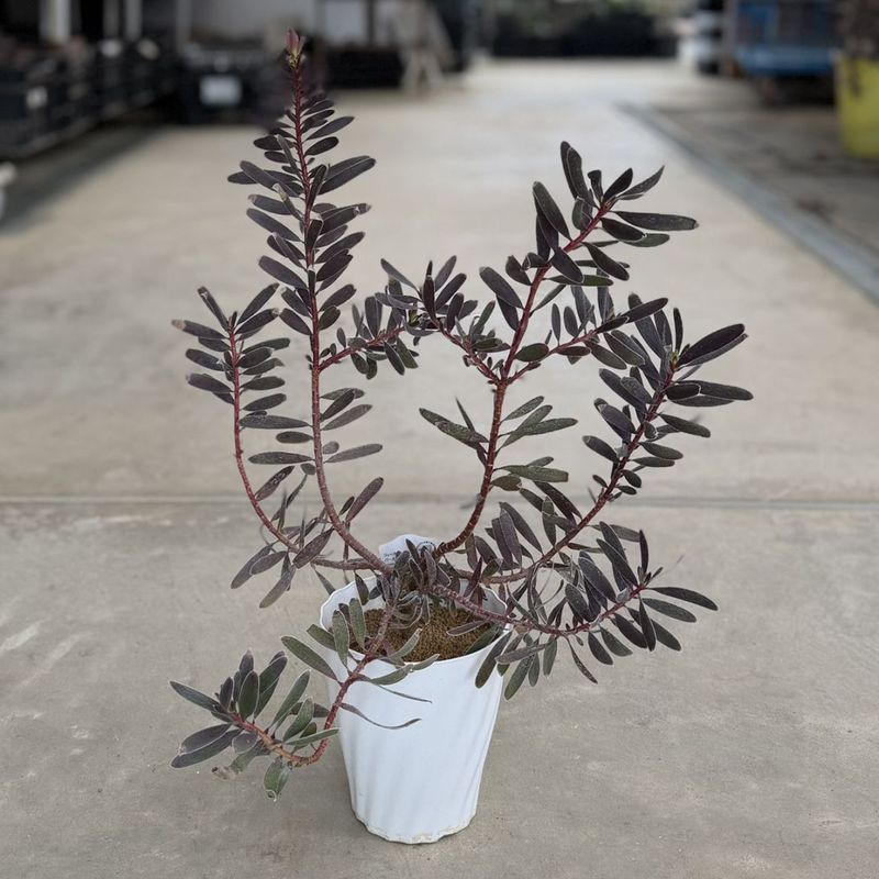鉢花 観葉植物：リューカデンドロン バーガンディサンセット*5号