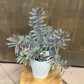 ȭ�� ���տ�ʪ����塼���ǥ�ɥ��� �С�����ǥ����󥻥å�*5�� ��奦���ǥ�ɥ��� Buegundy Sunset