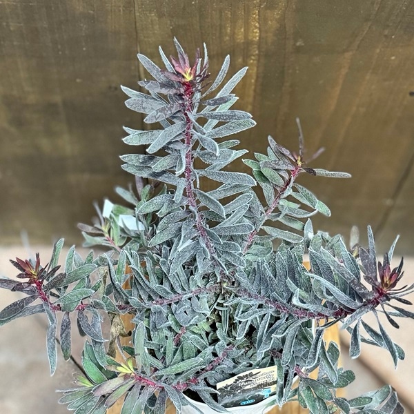 リューカデンドロン5種セット リューカデンドロン バーガンディサンセット 5寸鉢 | 鉢花・花苗