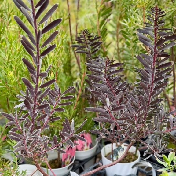 鉢花 観葉植物：リューカデンドロン バーガンディサンセット*5号