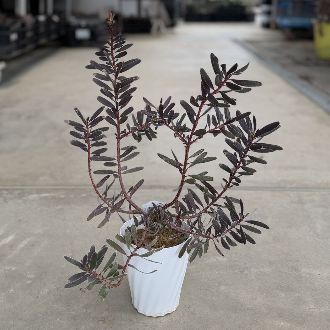 鉢花 観葉植物：リューカデンドロン バーガンディサンセット*5号