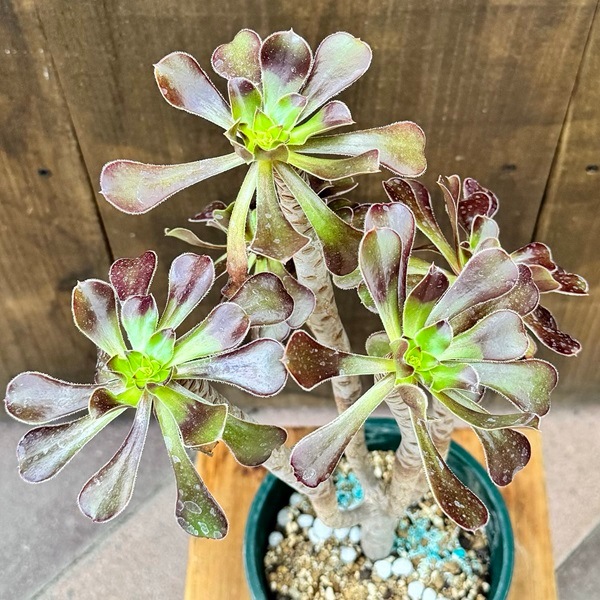おしゃれ 観葉植物：アエオニウム*5号プラポット | 観葉植物