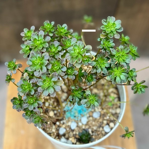 おしゃれ 観葉植物：アエオニウム 小人の花束*5号プラポット | 観葉