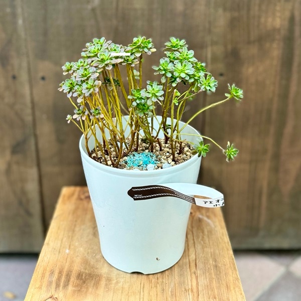 おしゃれ 観葉植物：アエオニウム 小人の花束*5号プラポット | 観葉