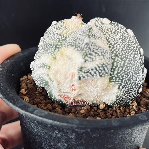 サボテン サボテン：柱サボテンブランチ 7号硬質ポット24-01 の通販