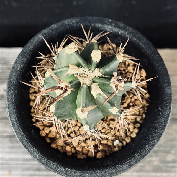 サボテン：アストロフィツム 大鳳玉 ツギ*幅4.5cm | サボテン＆多肉