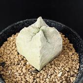 ¿����ʪ���ۥ磻�ȥ������ͥ� ���饵*��4.5��������ʡ����ʸ¤�