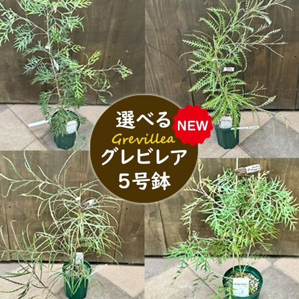 花苗 観葉植物 選べる：グレビレア*5号 ココナッツアイス ロンギ