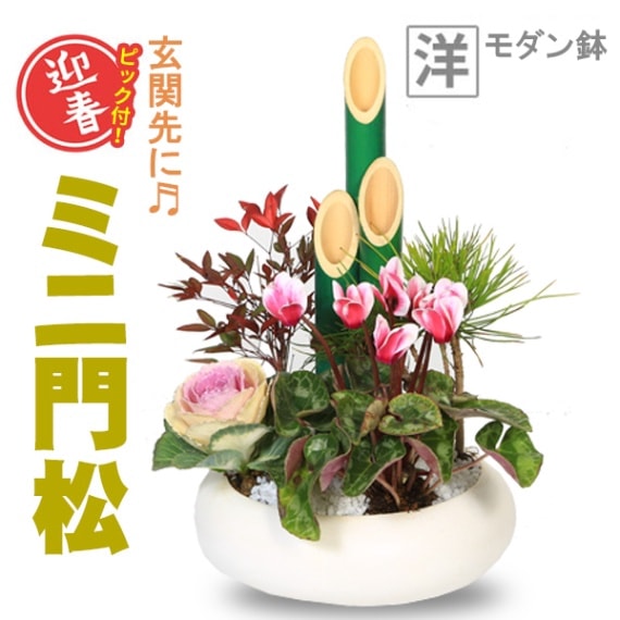 ޽աߥ羾*ȥԥåդȭbonsai