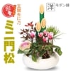 ޽աߥ羾*ȥԥåդȭbonsai