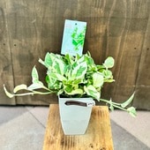 ������� ���տ�ʪ���ݥȥ� ���󥸥祤*���̵�� �ץ�ݥå�