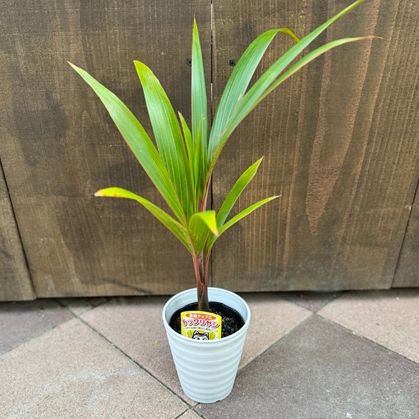 ������졡���տ�ʪ���ȥå���䥷*4�� ���饢����