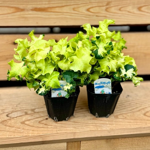 苗 観葉植物 アイビー：ヘデラ ムーンライト 2個セット* | 観葉植物