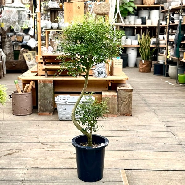 おしゃれ 観葉植物：シマトネリコ 曲*プラポット 現品をお届け 大型